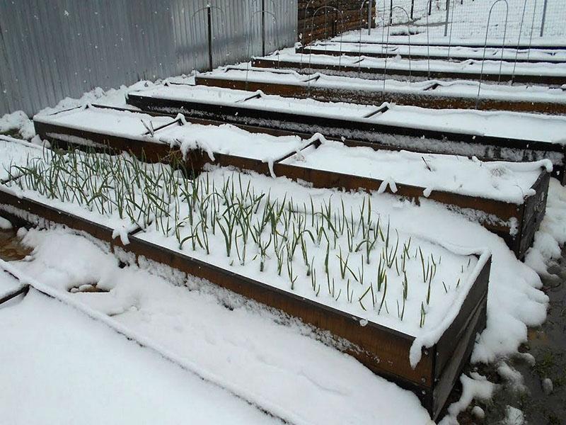 cama de cebolla bajo la nieve