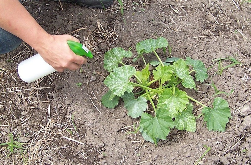 transformation de la citrouille