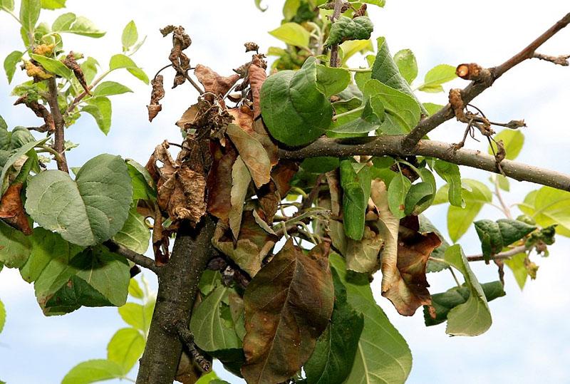 secado de frutos y hojas