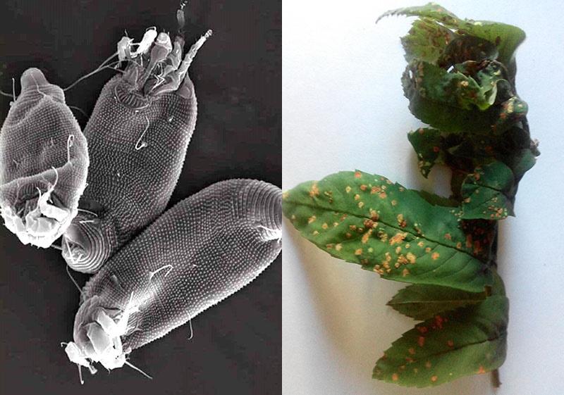 medidas para combatir los ácaros de la hiel en una pera