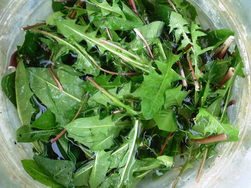 infusión de diente de león contra el ácaro de la vesícula