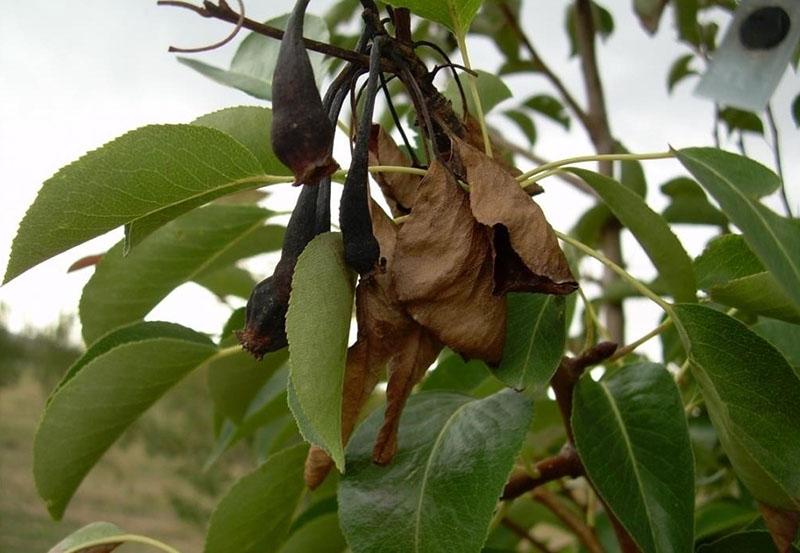 pérdida de la cosecha de peras