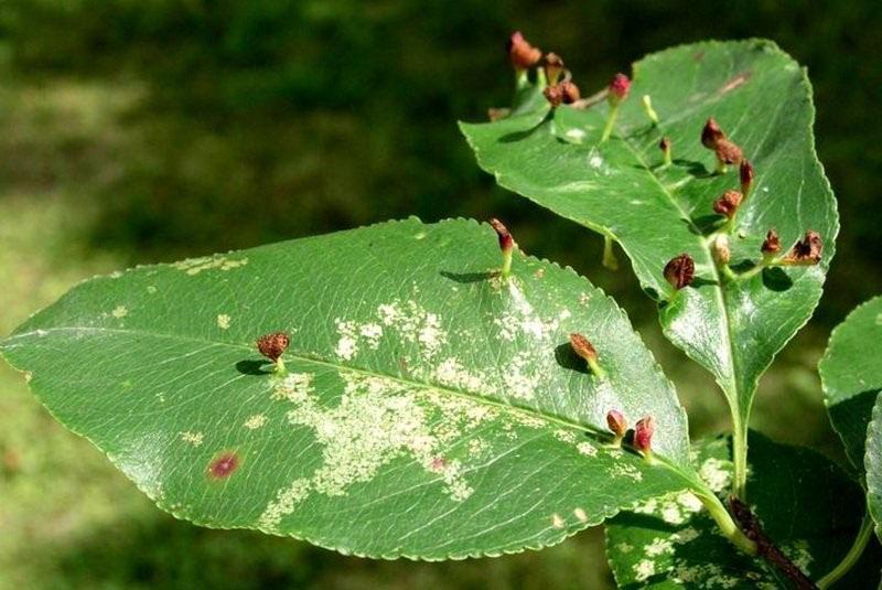 infestación de peras con ácaros de la vesícula