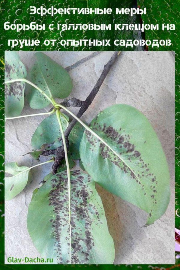 medidas para combatir los ácaros de la hiel en una pera