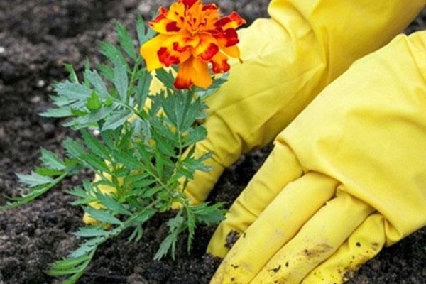 caléndulas contra la mosca de la cebolla