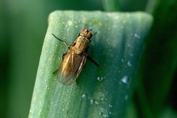 métodos de control de la mosca de la cebolla