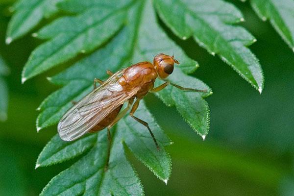 mosca de la zanahoria