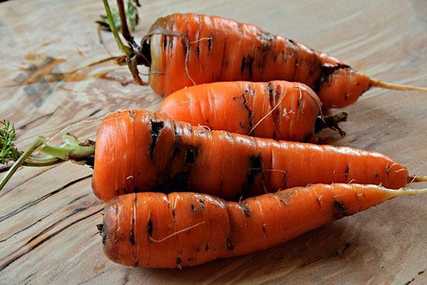 carottes abîmées
