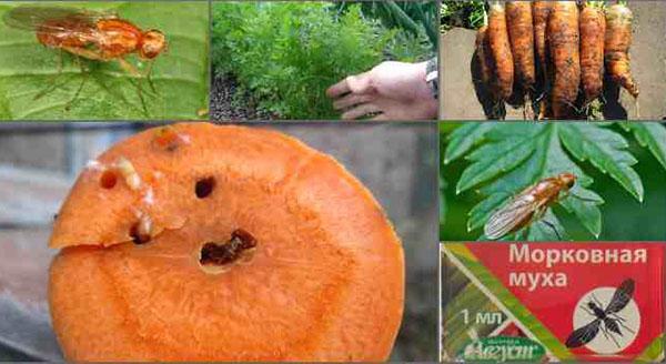 méthodes de lutte contre la mouche de la carotte