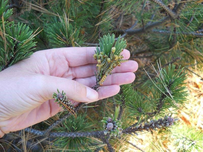lucha contra la mosca de sierra de pino