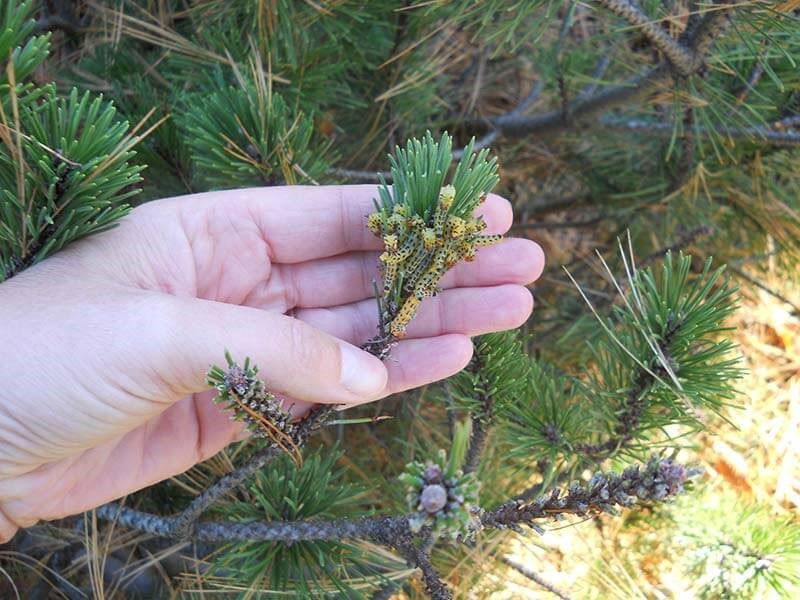 lutte contre la tenthrède des pins