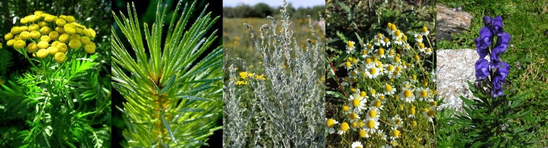 plantas para combatir la mosca de sierra del pino