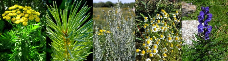 plantes pour lutter contre la tenthrède des pins