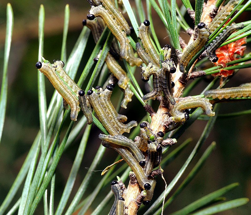 Himenópteros