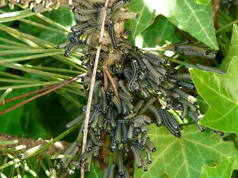 destrucción masiva de pino por mosca de sierra