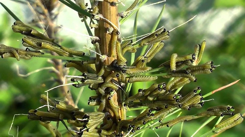 mosca de sierra
