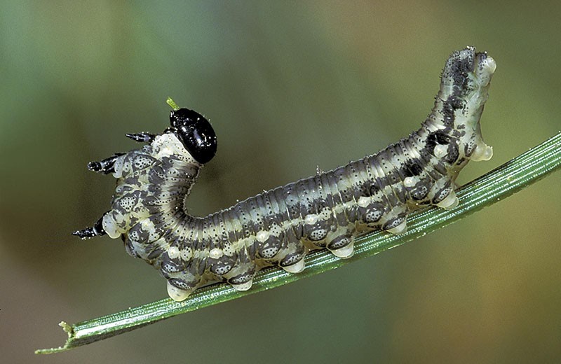 mosca de sierra roja