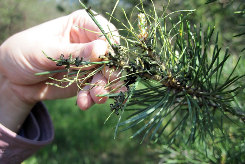 lutte contre la tenthrède des pins