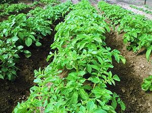 Plantation de pommes de terre protégée du doryphore de la pomme de terre