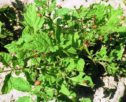 Escarabajo joven de la patata de colorado