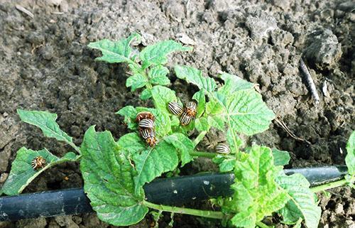 Buisson de pomme de terre endommagé par le scarabée