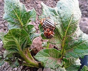 Escarabajo de la patata de Colorado en un arbusto de patatas