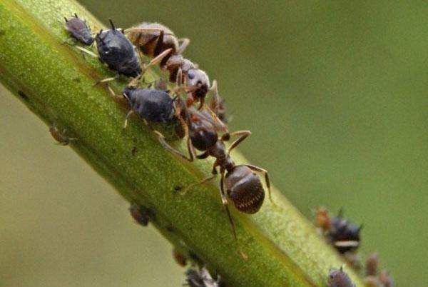 las hormigas comen plagas