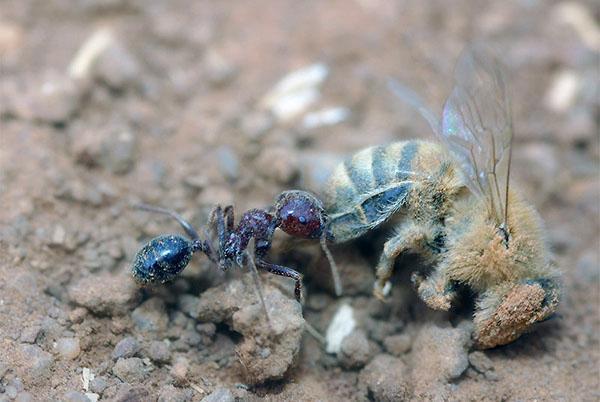 las hormigas son una amenaza para las abejas