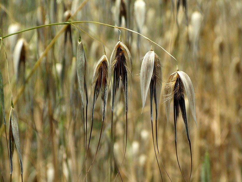 graines d'ostyug