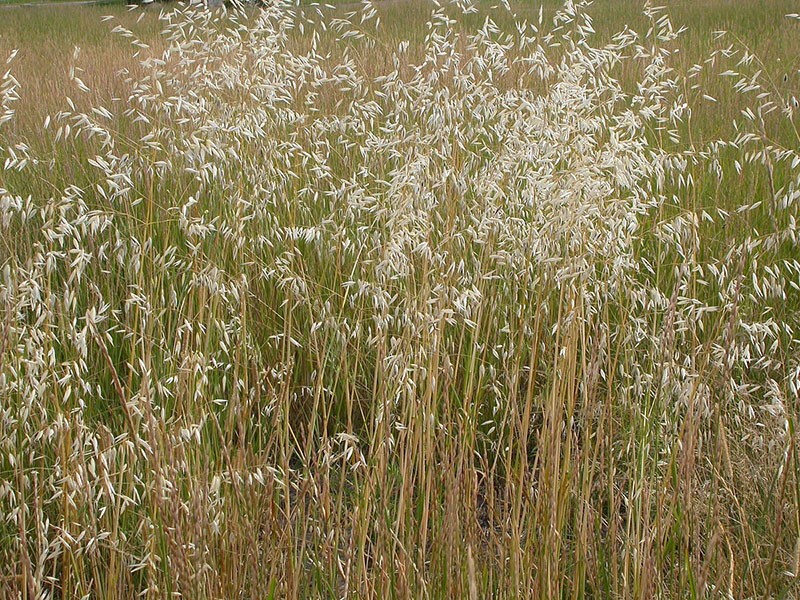 viciosa hierba de avena salvaje