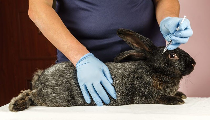 tratamiento de conejo