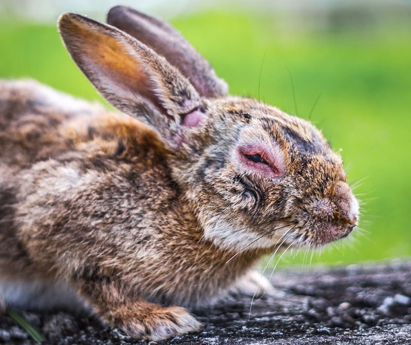 Virus à ADN Myxomatosis cuniculorum du groupe des Poxviridae