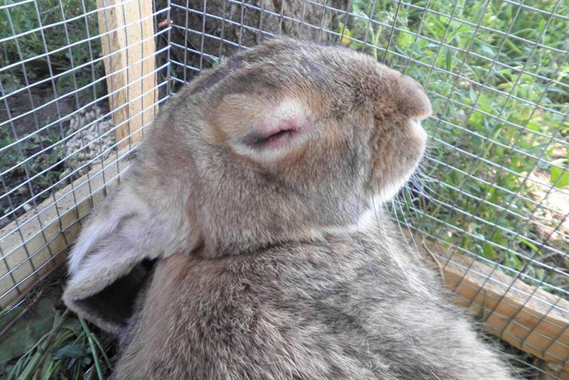 Tratamiento de la mixomatosis en conejos a domicilio.