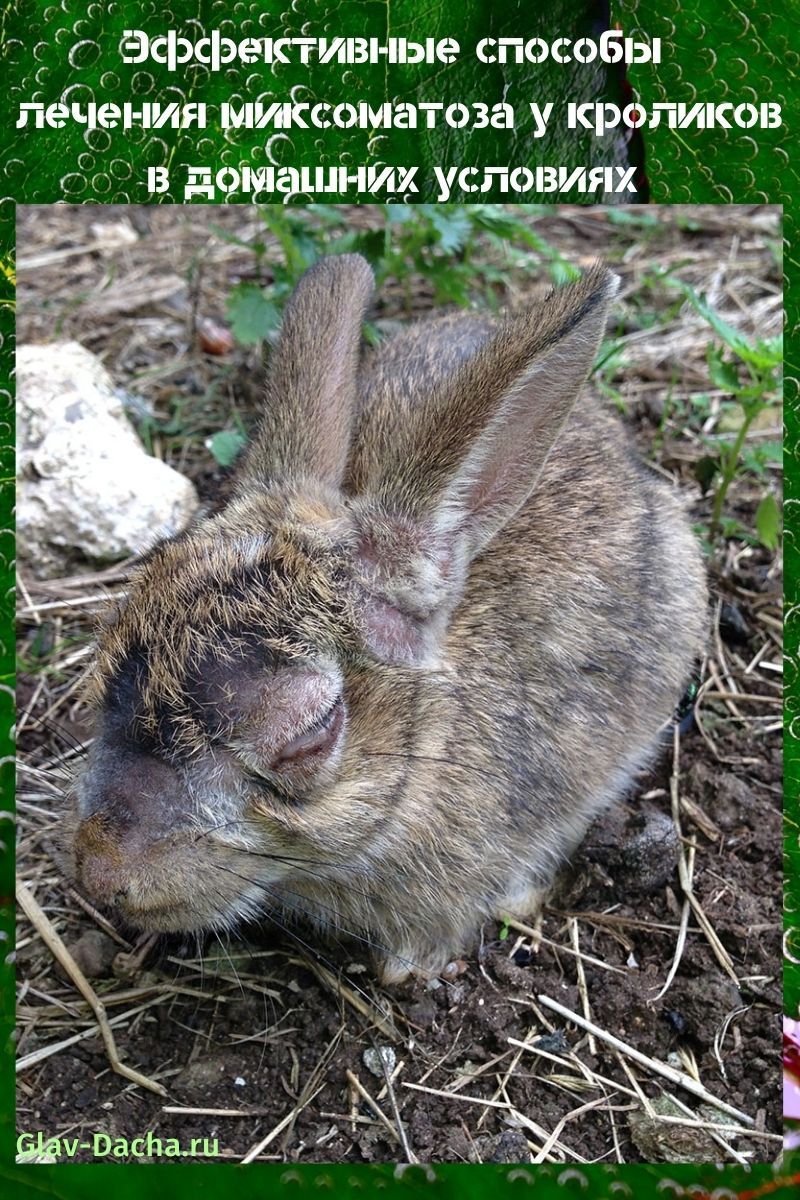 Tratamiento de la mixomatosis en conejos a domicilio.