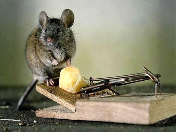 souris de combat