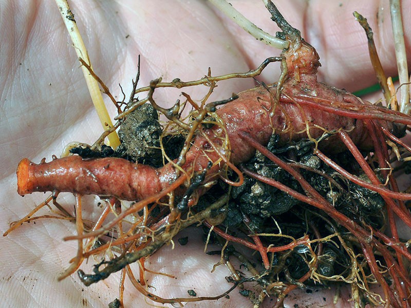 rhizome de sanguinaria canadensis