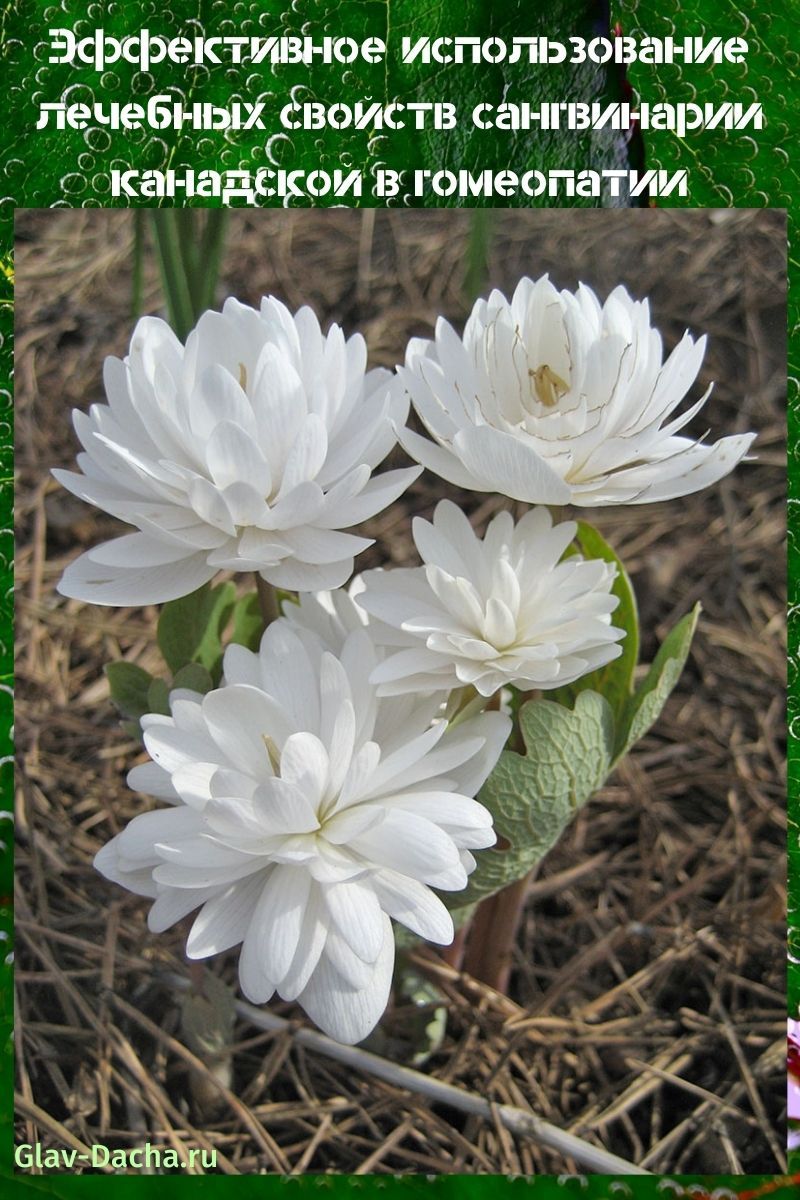 propriétés médicinales de la sanguinaria canadienne