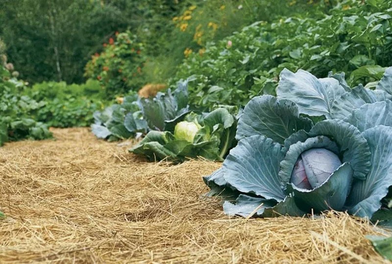 paillage des lits de légumes