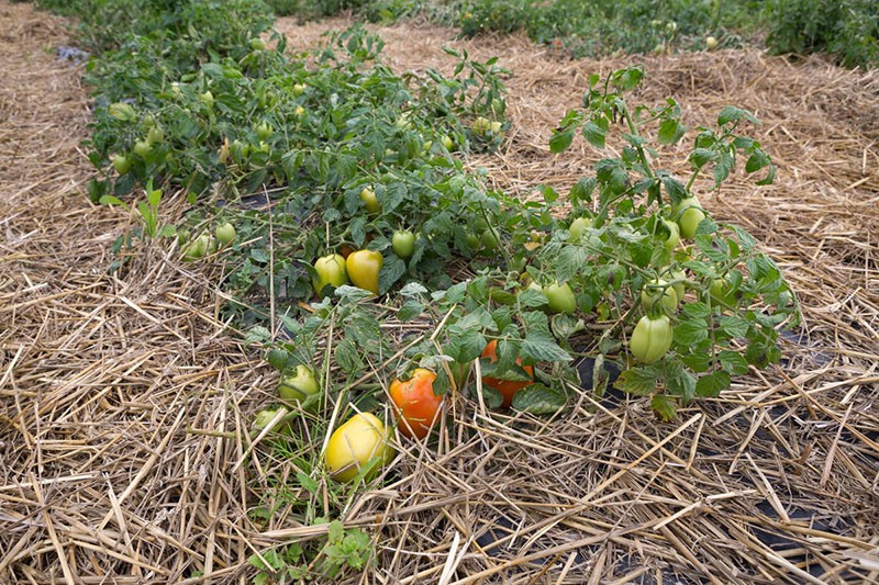 paillis de tomate avec de la paille