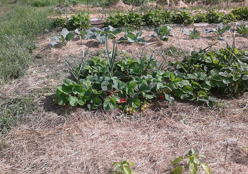 paillage des fraises