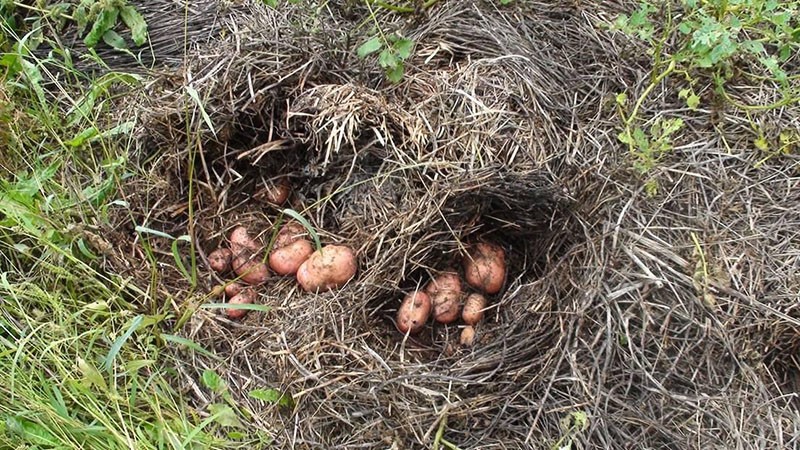 faire pousser des pommes de terre sous la paille