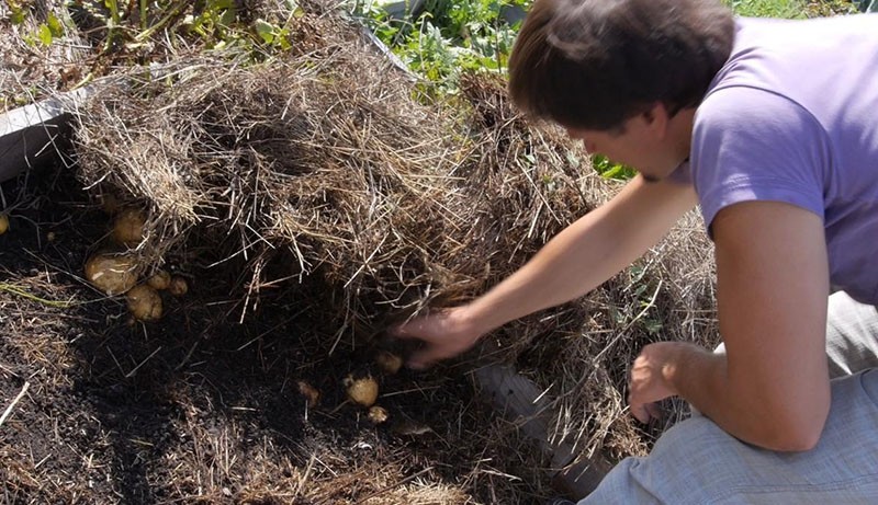 récolte de pommes de terre