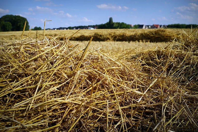 hacher la paille avant utilisation