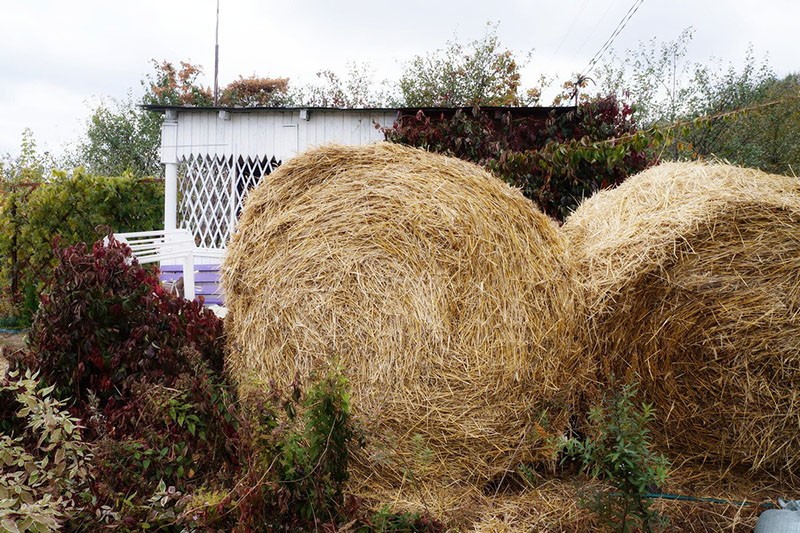 utiliser de la paille dans le jardin