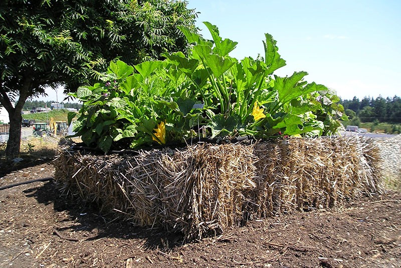 faire pousser des légumes sur un lit de paille