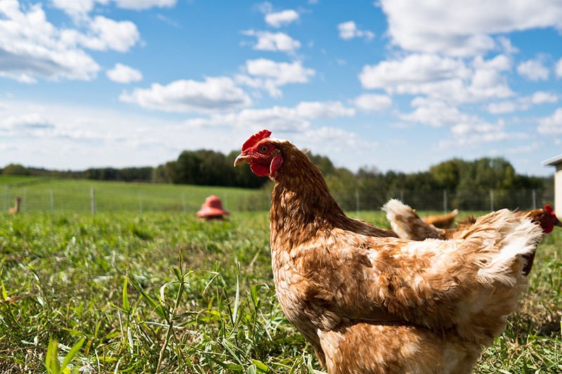 poulets qui marchent