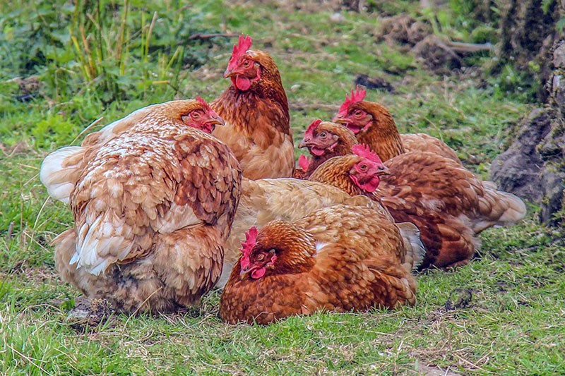 troubles intestinaux chez les poulets