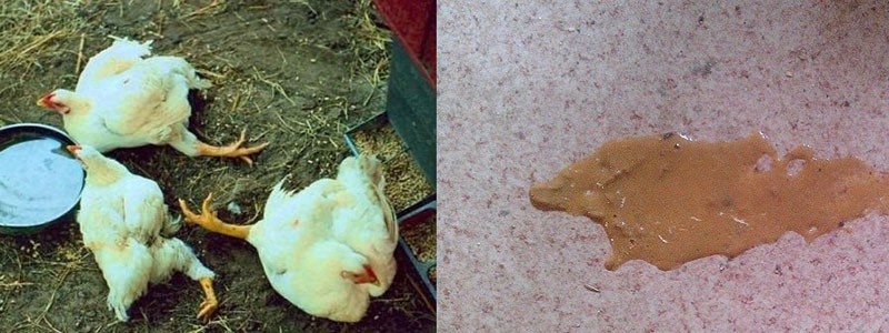 traitement de la diarrhée chez les poulets avec des remèdes populaires