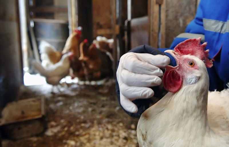 traitement de la diarrhée chez les poulets avec des remèdes populaires