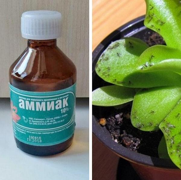 amoniaco para plantas de interior